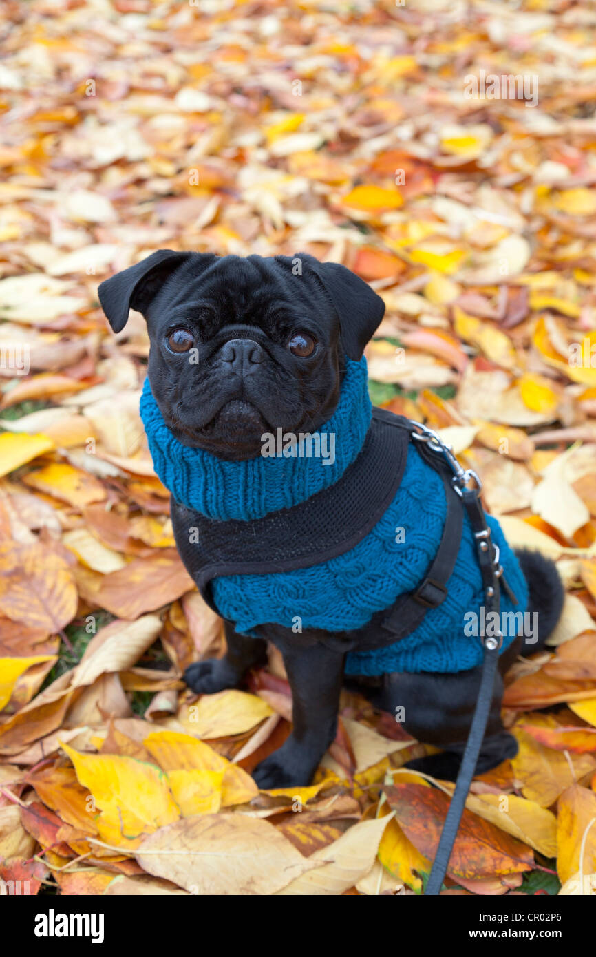 Pug wearing a blue sweater sitting on autumn leaves Stock Photo - Alamy