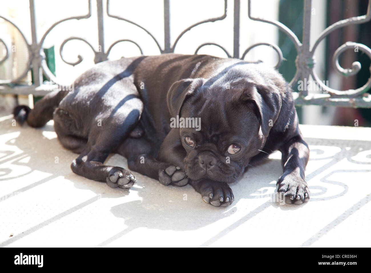 Black pug lying on a balcony in the sunshine Stock Photo - Alamy