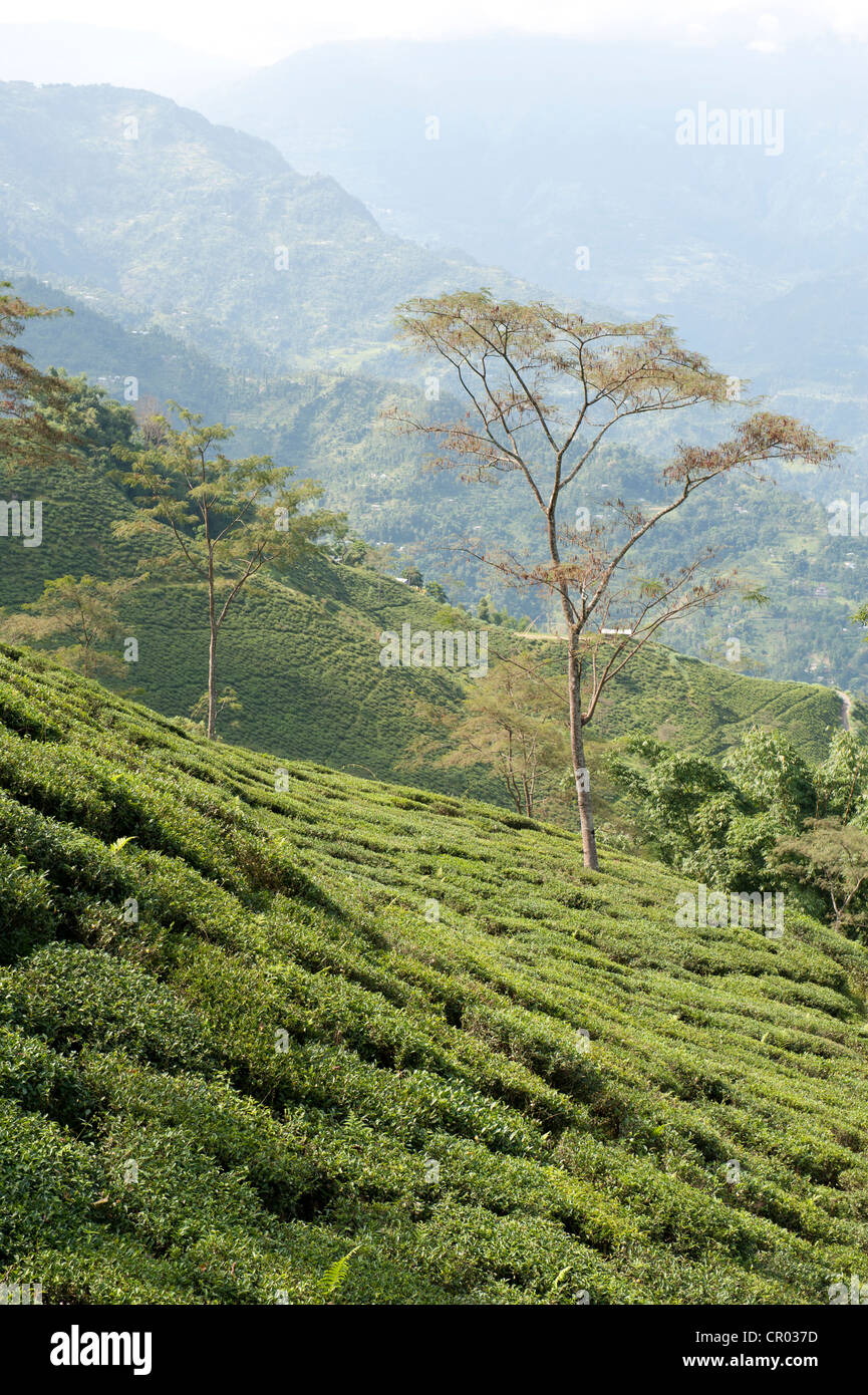 Tea (Camellia sinensis), tea plantation, tea garden on a slope, Darjeeling, Lesser Himalaya, West Bengal, India, South Asia Stock Photo