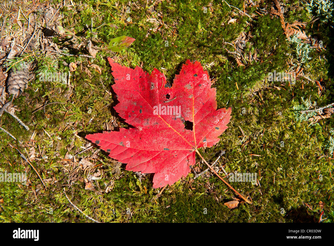 Indian summer, autumn foliage, Red Maple (Acer rubrum) leaf on the ground, Adirondacks, Adirondack Mountains, near Lake Placid Stock Photo
