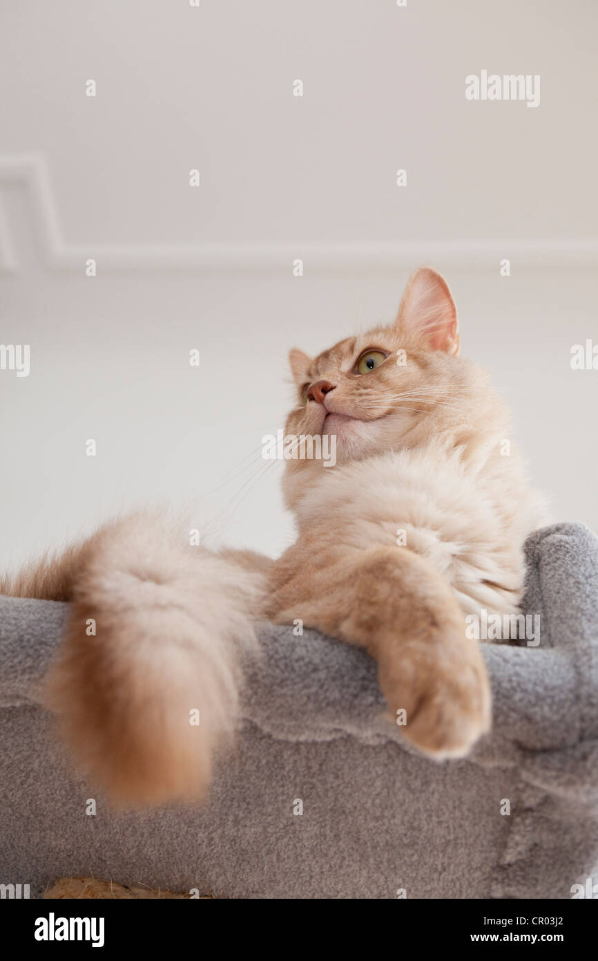 Somali tomcat, sorrel-silver, sitting on a scratching post Stock Photo