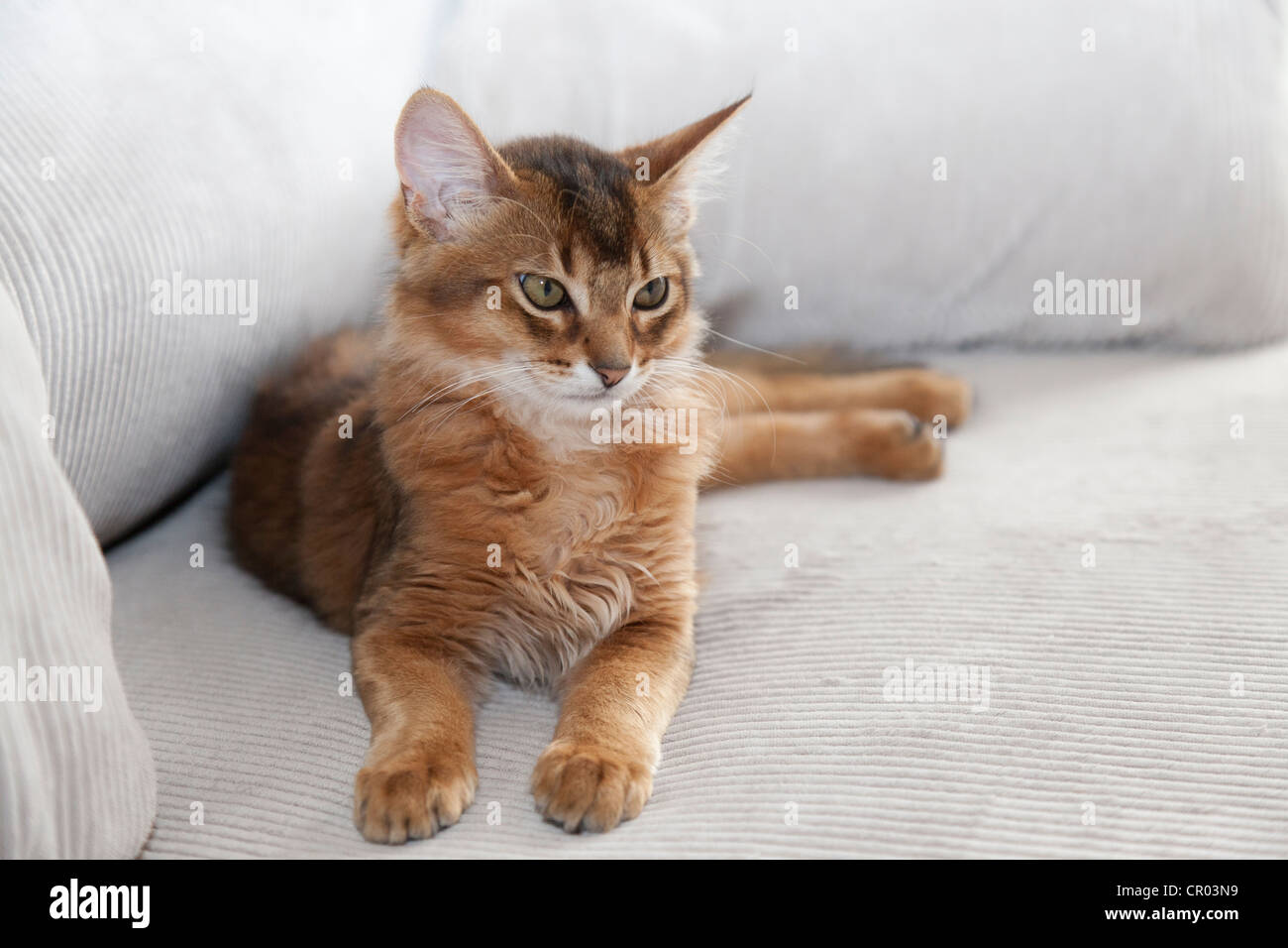 Ruddy Somali kitten is relaxing on a sofa Stock Photo - Alamy