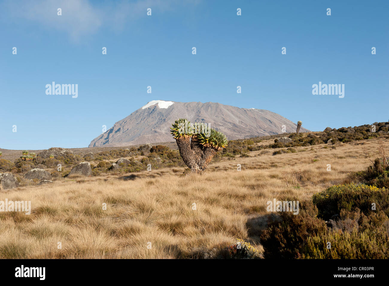 Giant Groundsel (Dendrosenecio kilimanjari, Senecio ssp.), near Camp Horombo Hut, Mount Kilimanjaro, Marangu Route, Tanzania Stock Photo