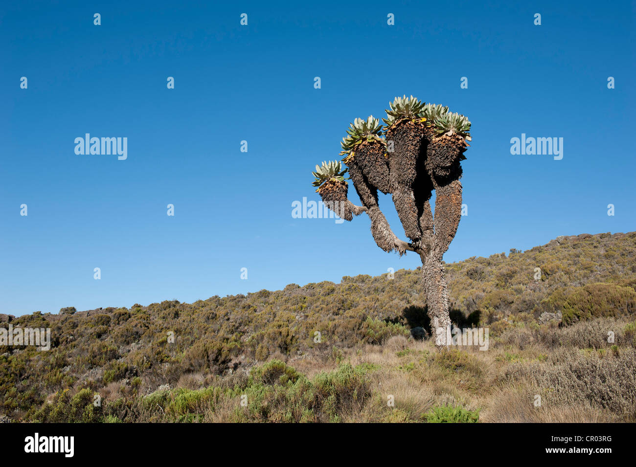 Giant Groundsel (Dendrosenecio kilimanjari, Senecio ssp.), near Camp Horombo Hut, Mount Kilimanjaro, Marangu Route, Tanzania Stock Photo