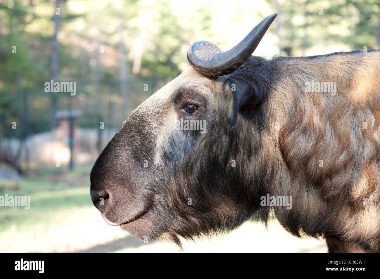 Takin national animal bhutan motithang hi-res stock photography and images - Alamy Takin national animal bhutan motithang hi-res stock photography and images - Alamy