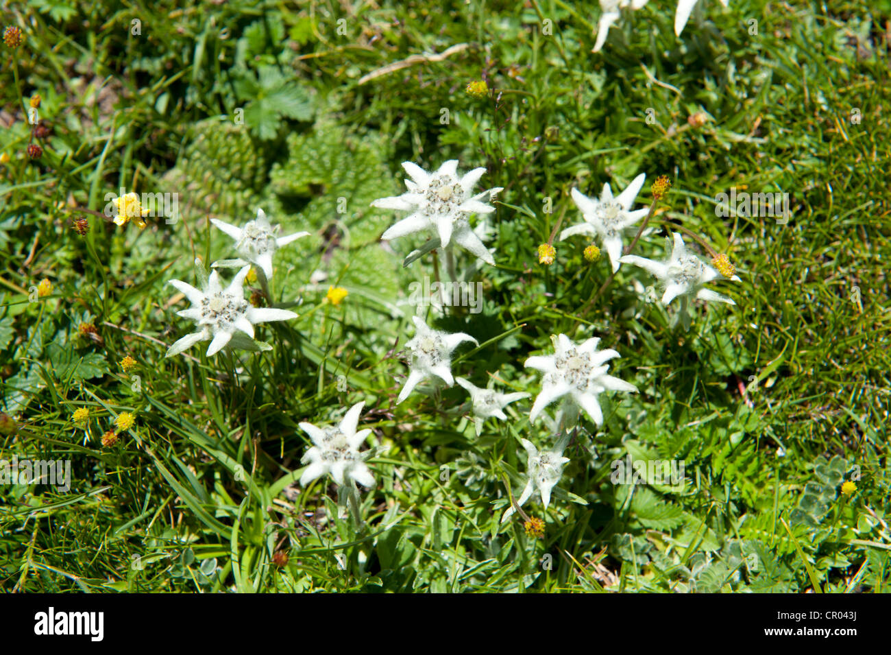 Alpine edelweiss (Leontopodium nivale) near the Chitu-La Pass near Samye, Himalaya Range, Central Tibet, Ue-Tsang Stock Photo