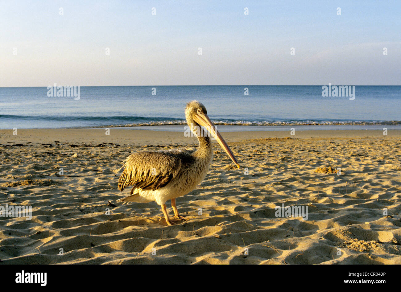 Senegal, pelican on the beach of Sali Stock Photo