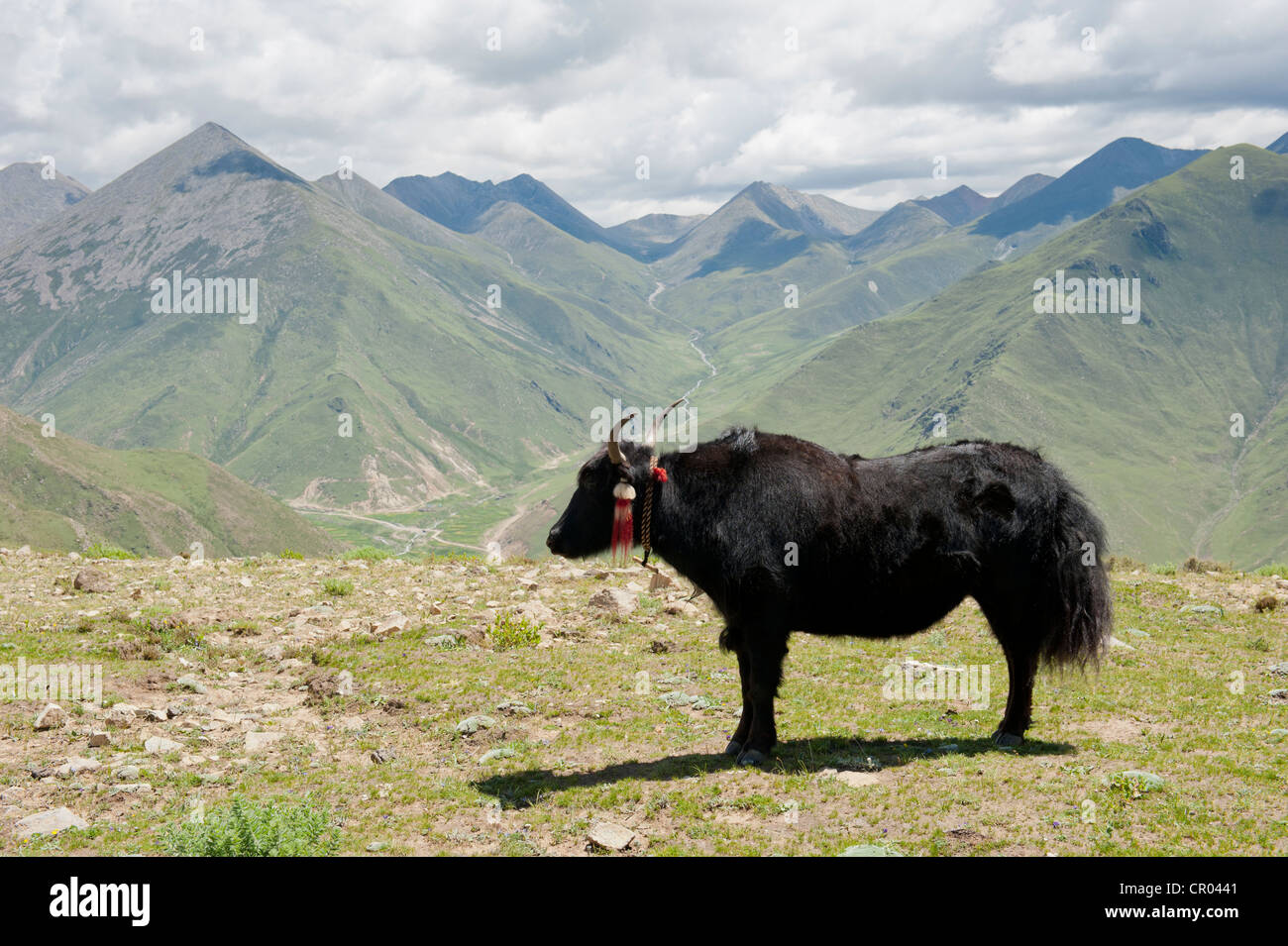 Yak (Bos mutus) standing on grass in front of high mountains, near Ganden Monastery, Himalaya Range, Central Tibet, Ue-Tsang Stock Photo