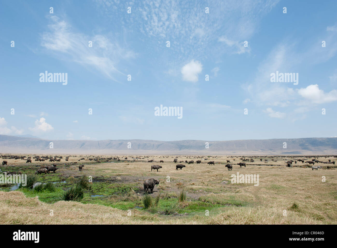 Large herd of Cape Buffalo or African Buffalo (Syncerus caffer), grasslands in the crater, Ngorongoro Conservation Area Stock Photo