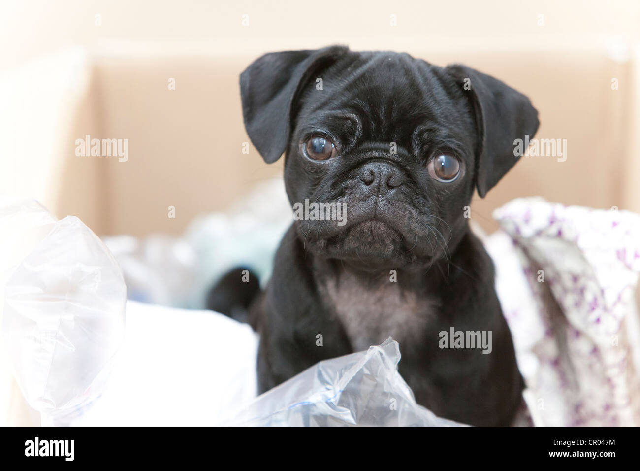 6-month-old pug puppy in a box Stock Photo - Alamy