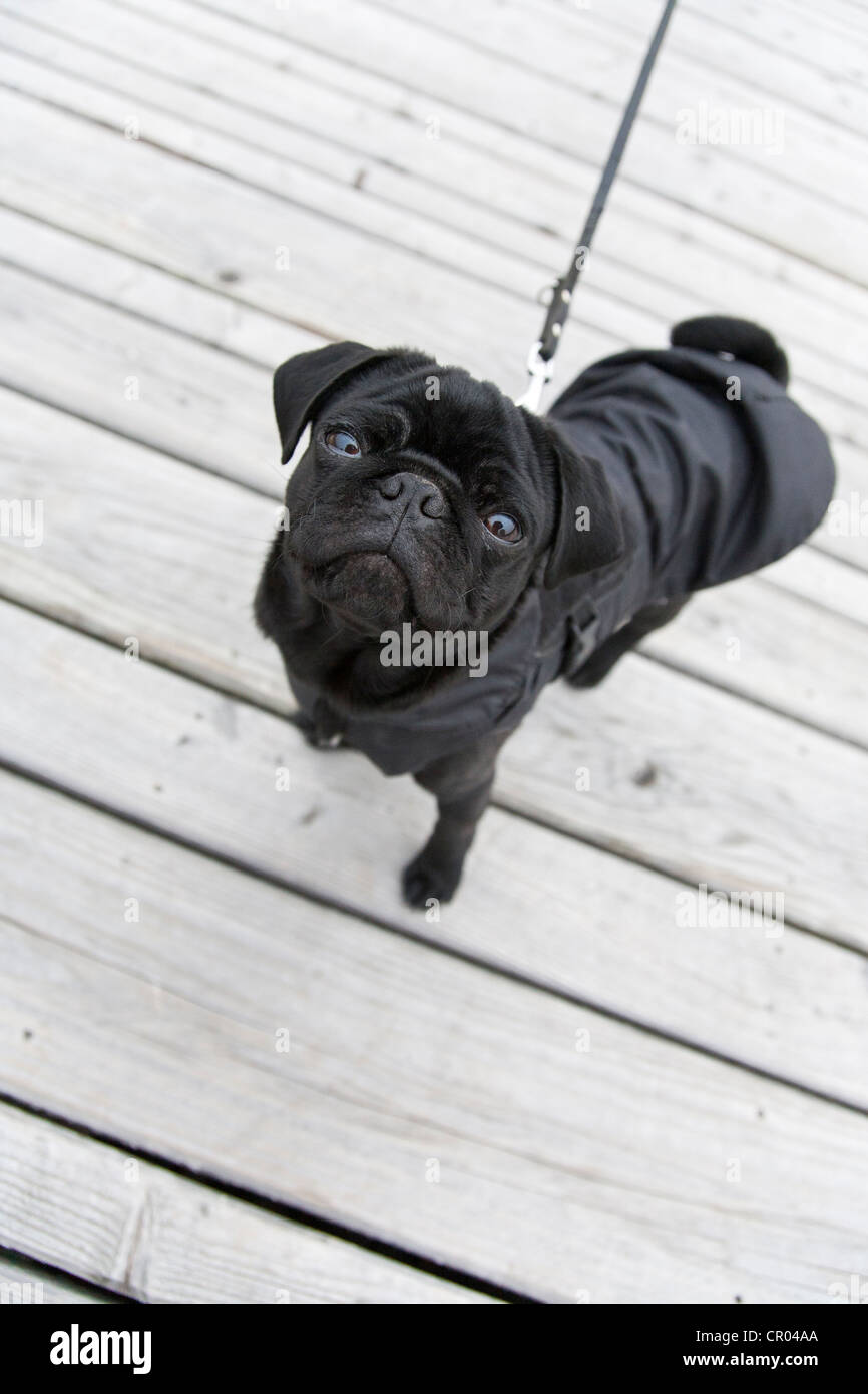 Black pug puppy on a leash, from above Stock Photo Alamy