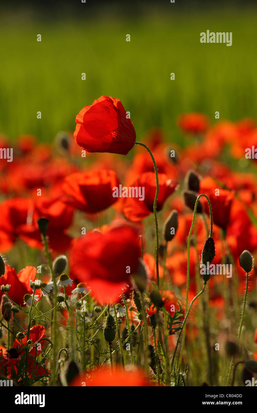 Peace poppies hi-res stock photography and images - Alamy