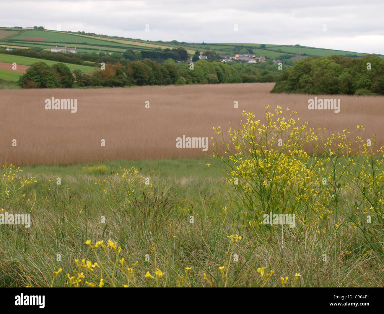South Milton Ley nature reserve, Devon, UK Stock Photo