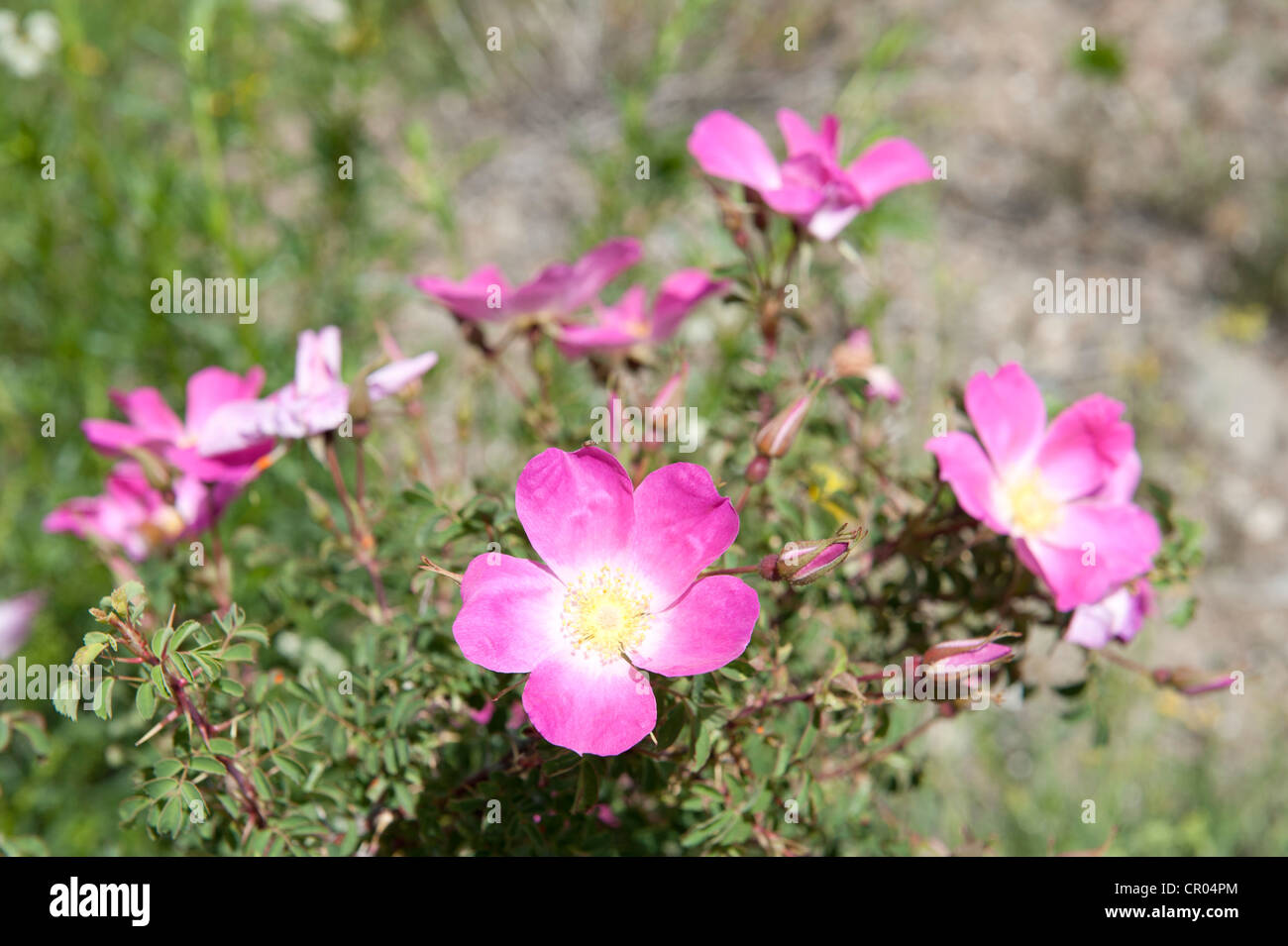 Rosa Canina or Dog Rose (Rosa canina), flowers, Keylong, Lahaul and Spiti district, Himachal Pradesh, India, South Asia, Asia Stock Photo