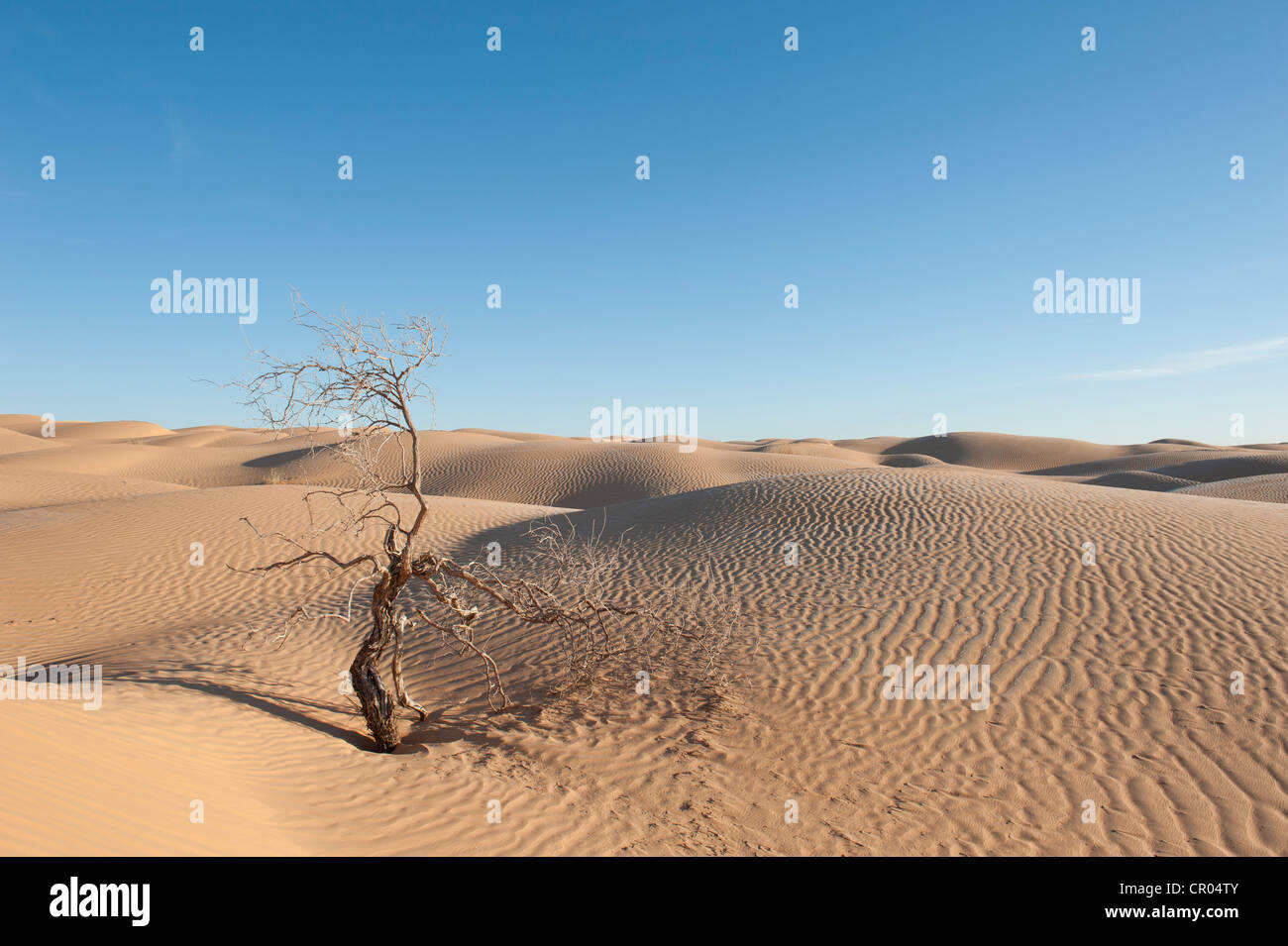 Solitude, scrawny bush, sand dunes, Sahara desert between Douz and Ksar Ghilane, Southern Tunisia, Tunisia, Maghreb Stock Photo