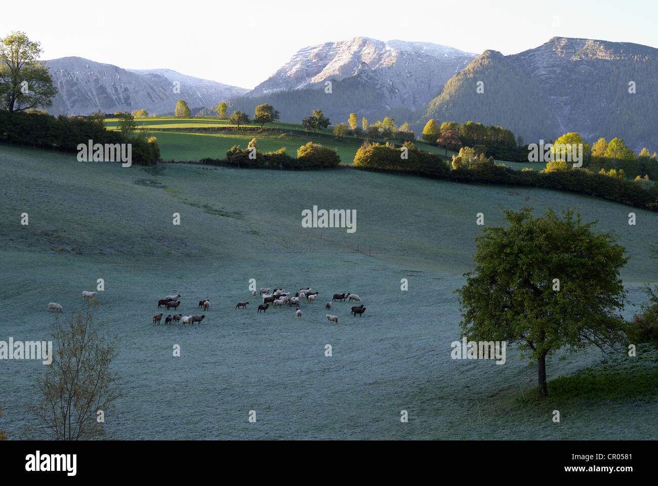 Flock of sheep in the morning dew, Limestone Alps National Park near Windischgarsten, Austria, Europe Stock Photo
