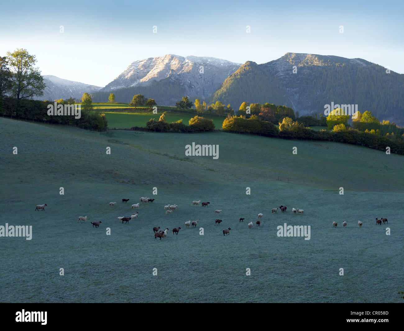 Flock of sheep in the morning dew, Limestone Alps National Park near Windischgarsten, Austria, Europe Stock Photo