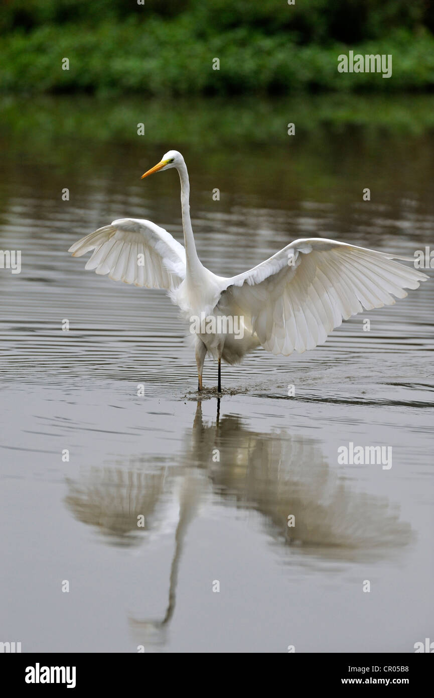 Flushing Birds High Resolution Stock Photography and Images - Alamy