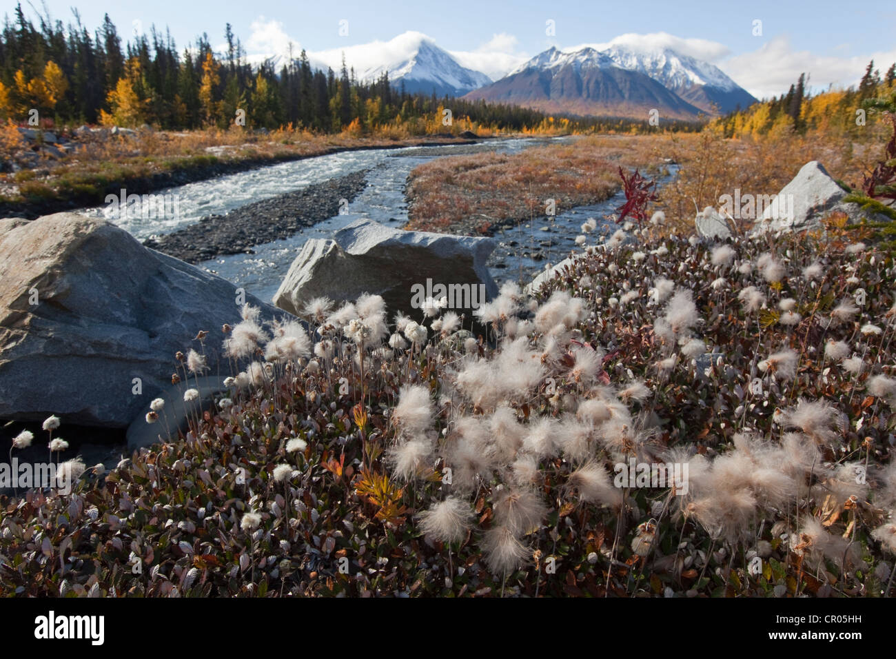 Cotton grass at Quill Creek, autumn, fall colours, Indian Summer, St. Elias Mountains, Kluane Range behind Stock Photo