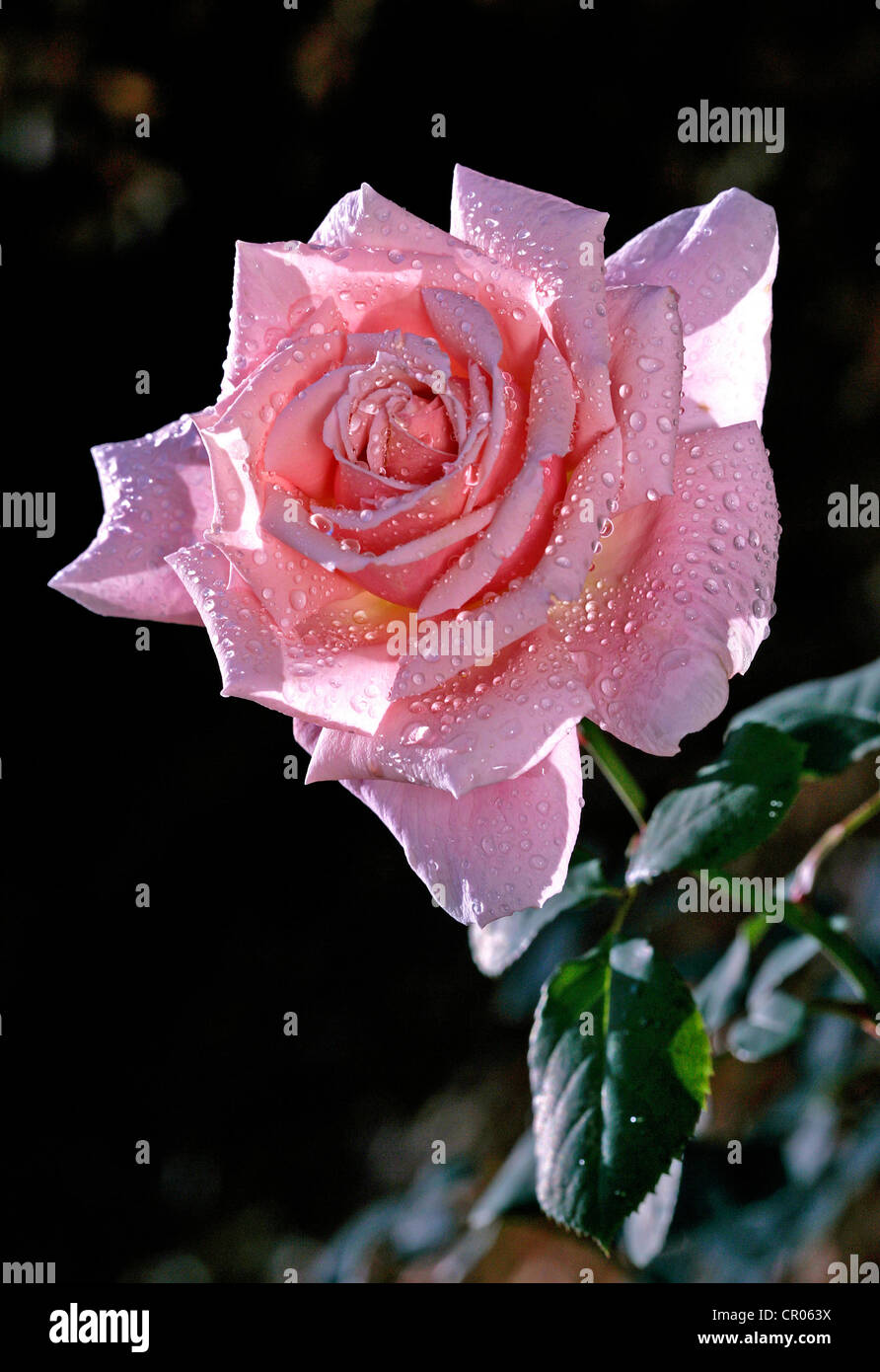 Rose (Rosa), scented rose, variety Provence, with dew drops Stock Photo
