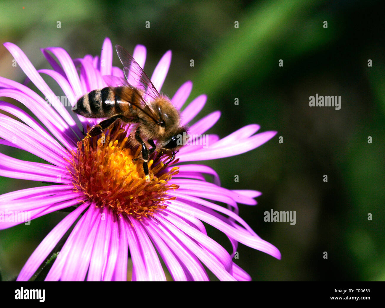 Honey Bee (Apis mellifera) on an Alpine aster (Aster alpinus Stock