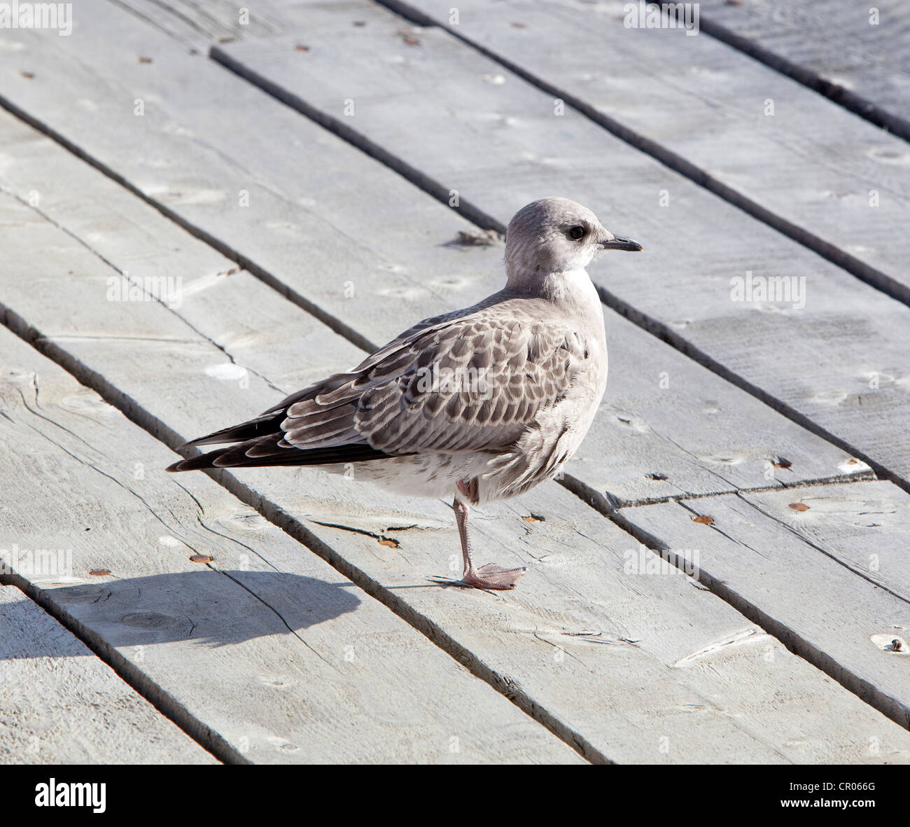 American Herring Gull or Smithsonian Gull (Larus smithsonianus, Larus