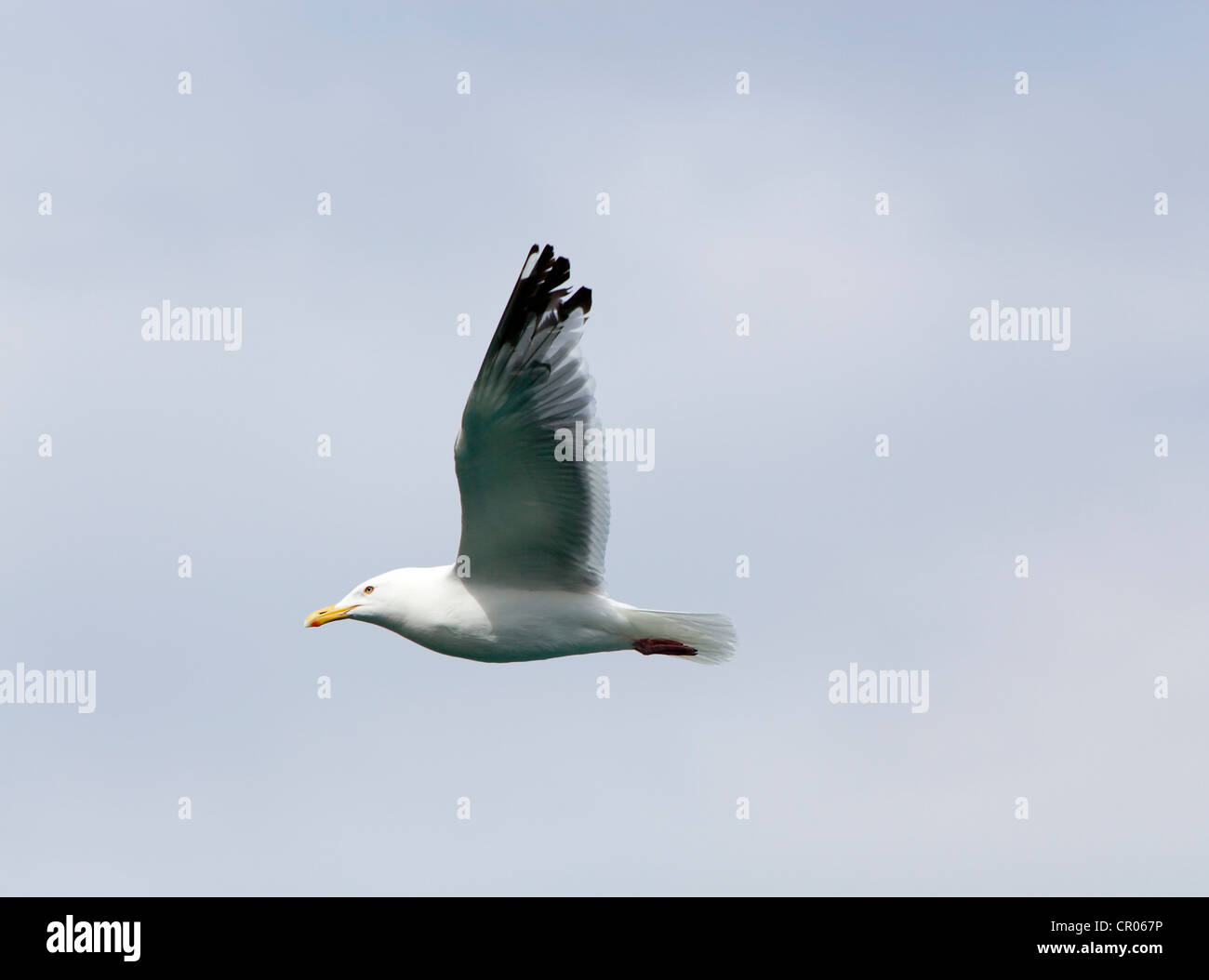 American herring gull hires stock photography and images Alamy