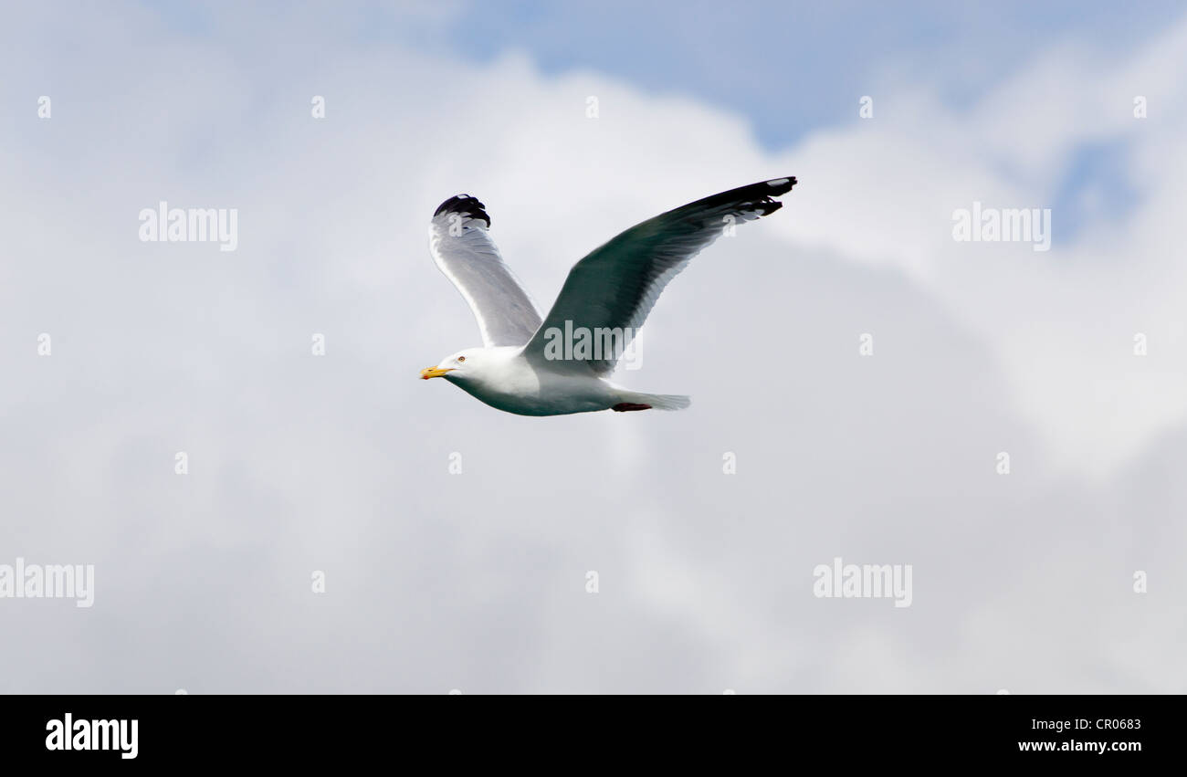 American Herring Gull or Smithsonian Gull (Larus smithsonianus, Larus