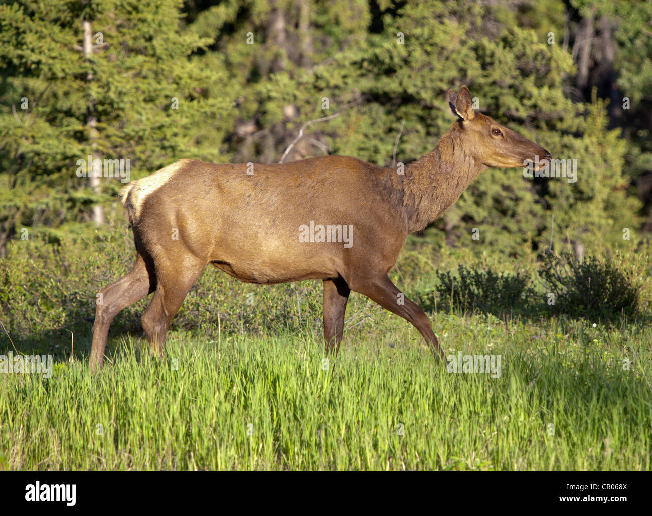 Elk, wapiti (Cervus canadensis), female, cow, Yukon Territory, Canada