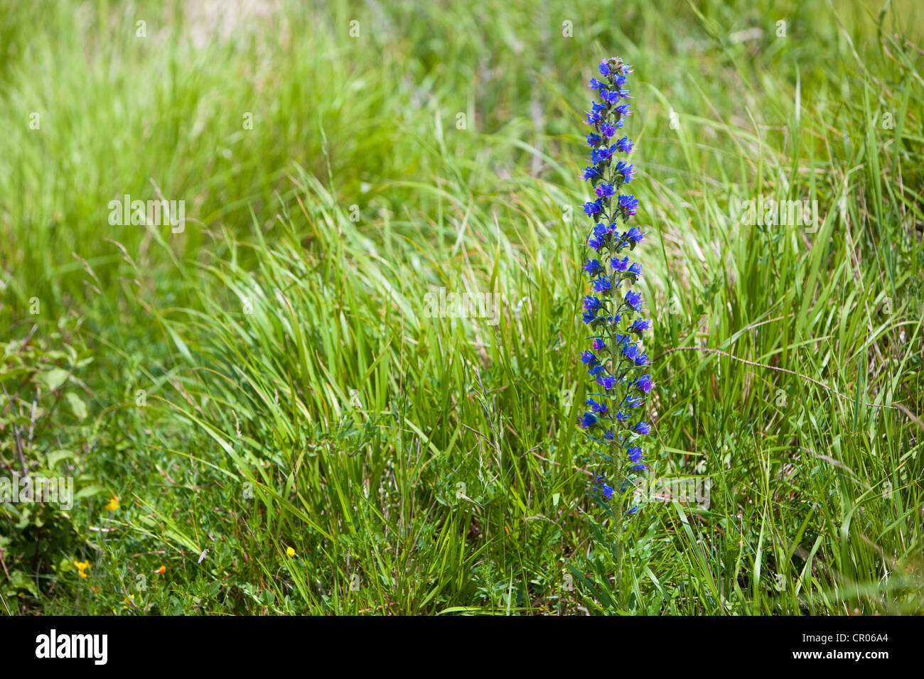 Viper's Bugloss (Echium vulgare), Kent, UK, spring Stock Photo