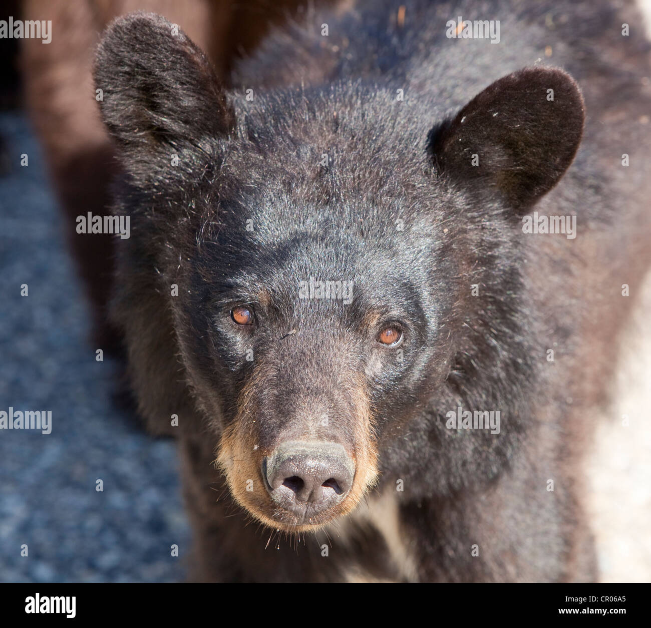 Black Bear (Ursus americanus), cub, Yukon Territory, Canada Stock Photo