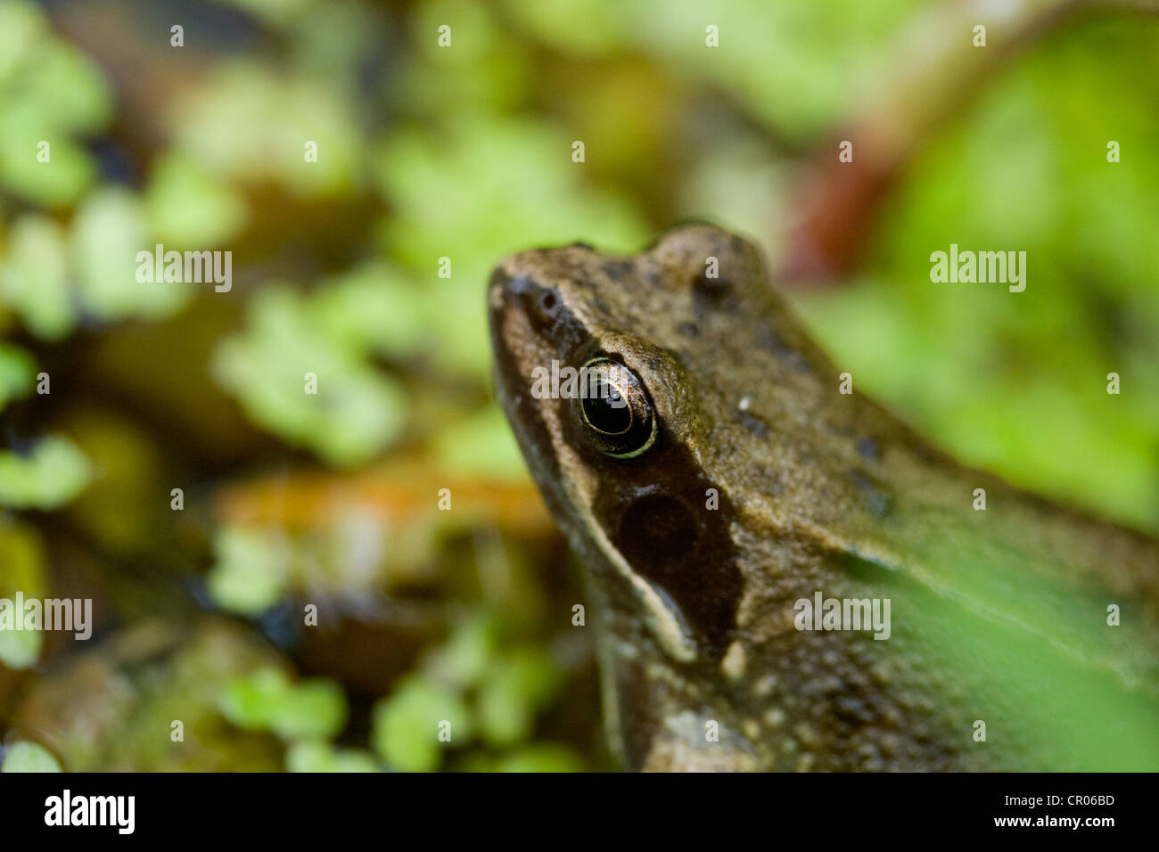 Common Frog, rana temporaria, at a pond in England UK Stock Photo Alamy