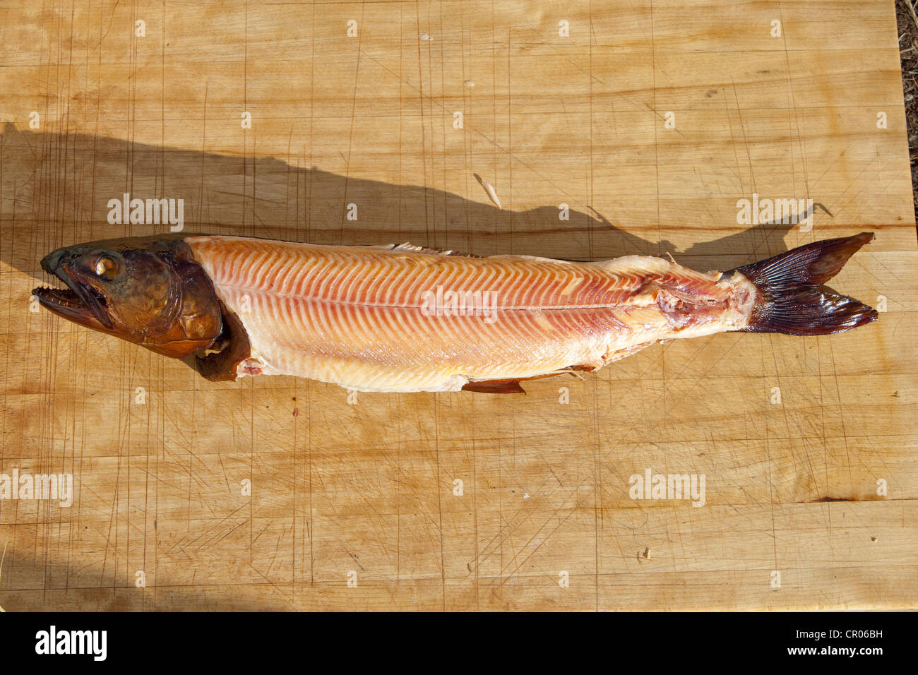 Smoked fish, Lake Trout (Salvelinus namaycush), Yukon Territory, Canada Stock Photo