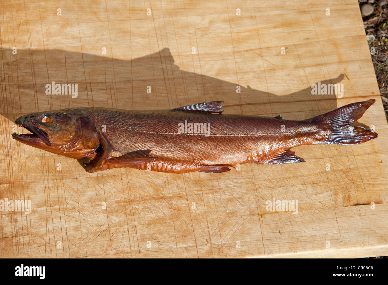 Smoked fish, Lake Trout (Salvelinus namaycush), Yukon Territory, Canada Stock Photo
