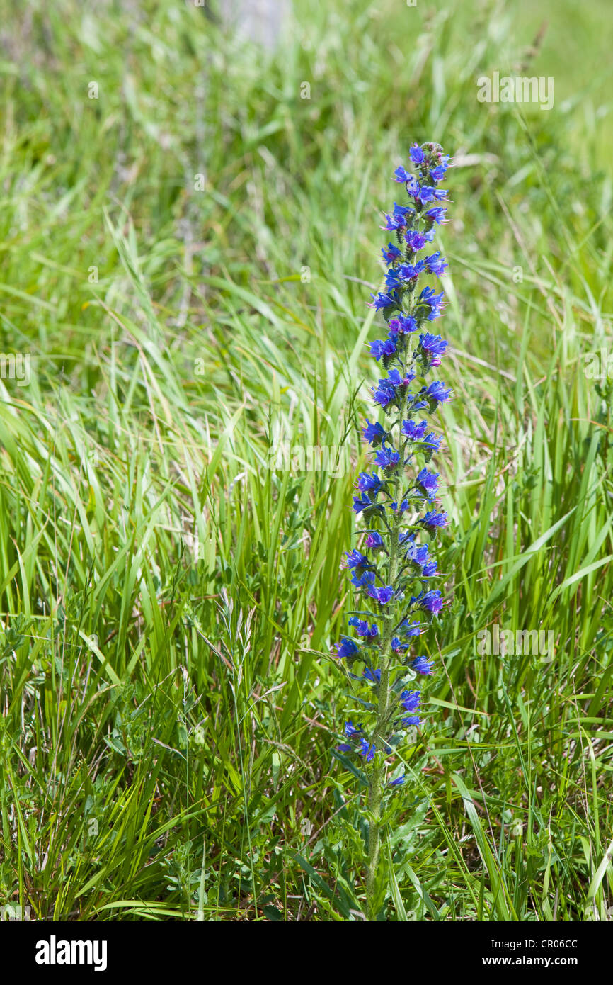 Viper's Bugloss (Echium vulgare), Kent, UK, spring Stock Photo