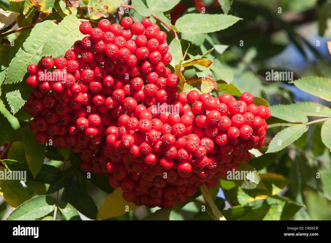 Fruit of Sitka or Western Mountain ash (Sorbus sitchensis), southeast Alaska, USA Stock Photo