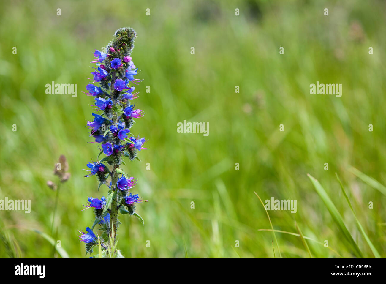 Viper's Bugloss (Echium vulgare), Kent, UK, spring Stock Photo