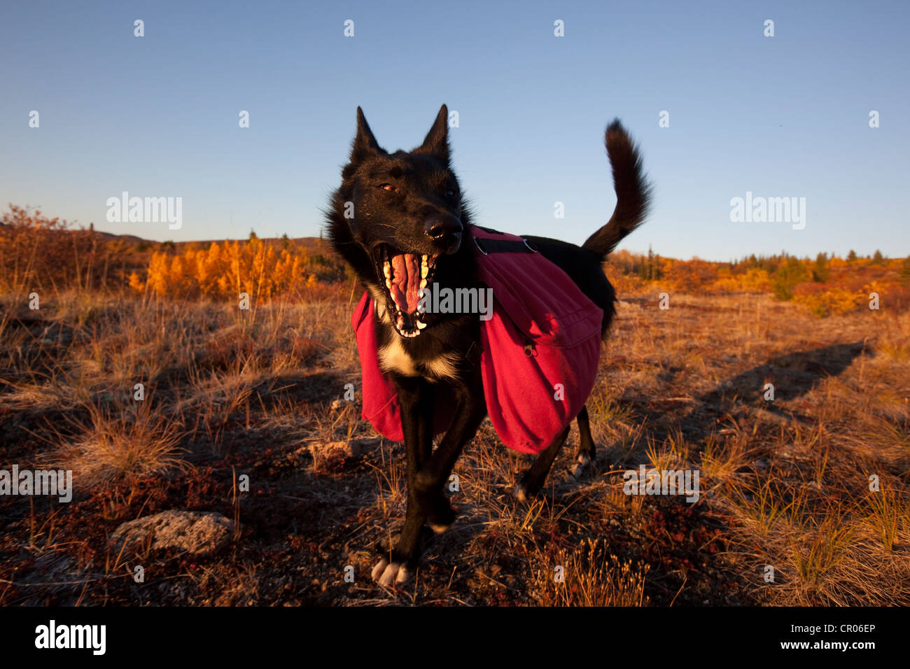 Pack dog, sled dog, Alaskan Husky with back pack, fall colours, Indian Summer, near Fish Lake, Yukon Territory, Canada Stock Photo