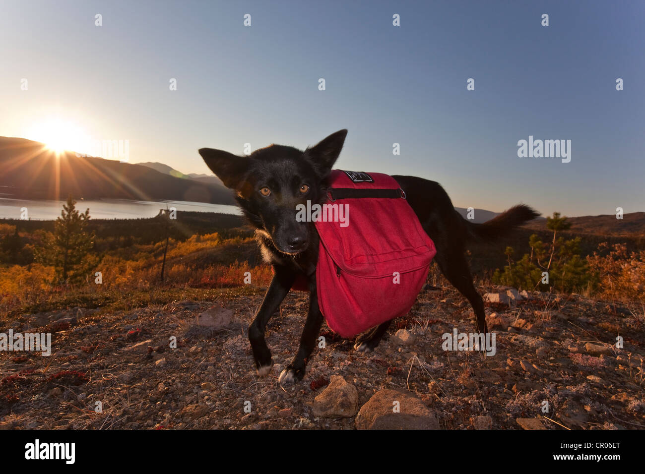 Pack dog, sled dog, Alaskan Husky with back pack, Fish Lake behind, fall colours, Indian Summer, Yukon Territory, Canada Stock Photo