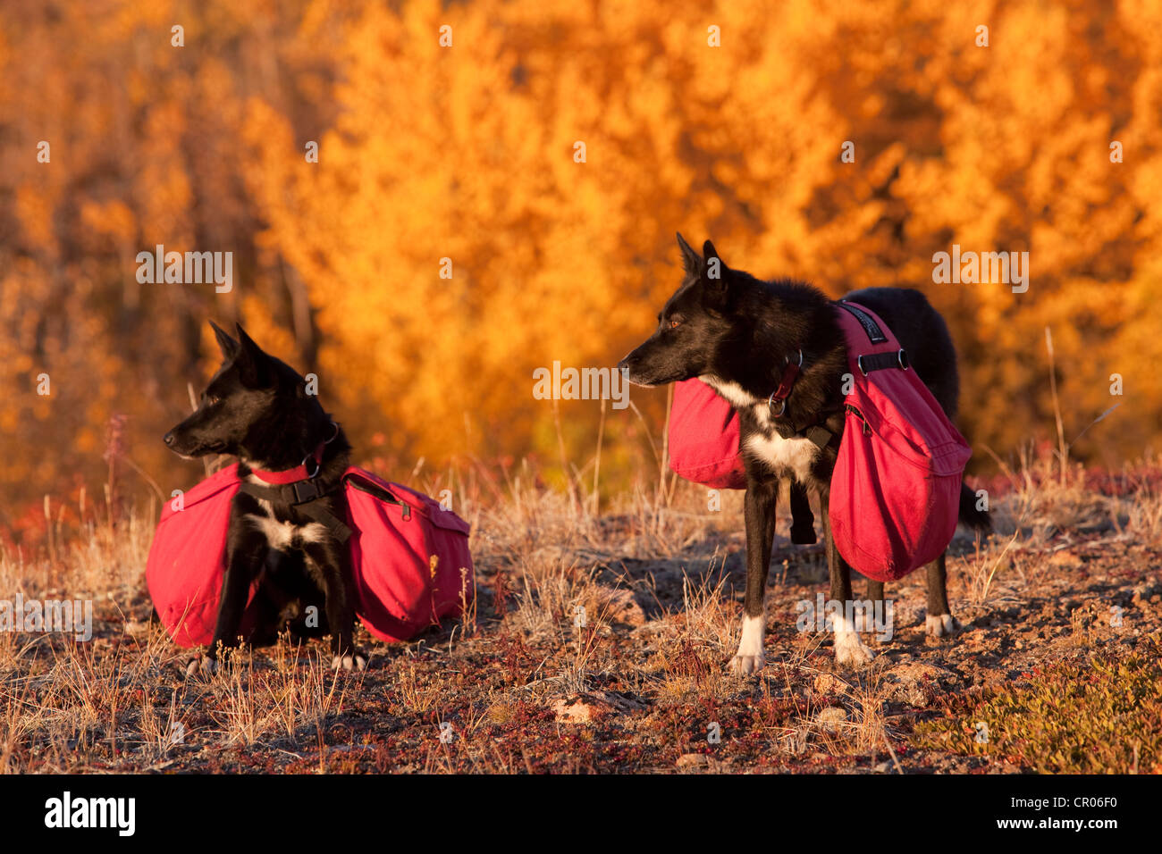 Pack dogs, sled dogs, Alaskan Huskies with back packs, Quaking Aspen, Trembling Aspen (Populus tremuloides) behind Stock Photo