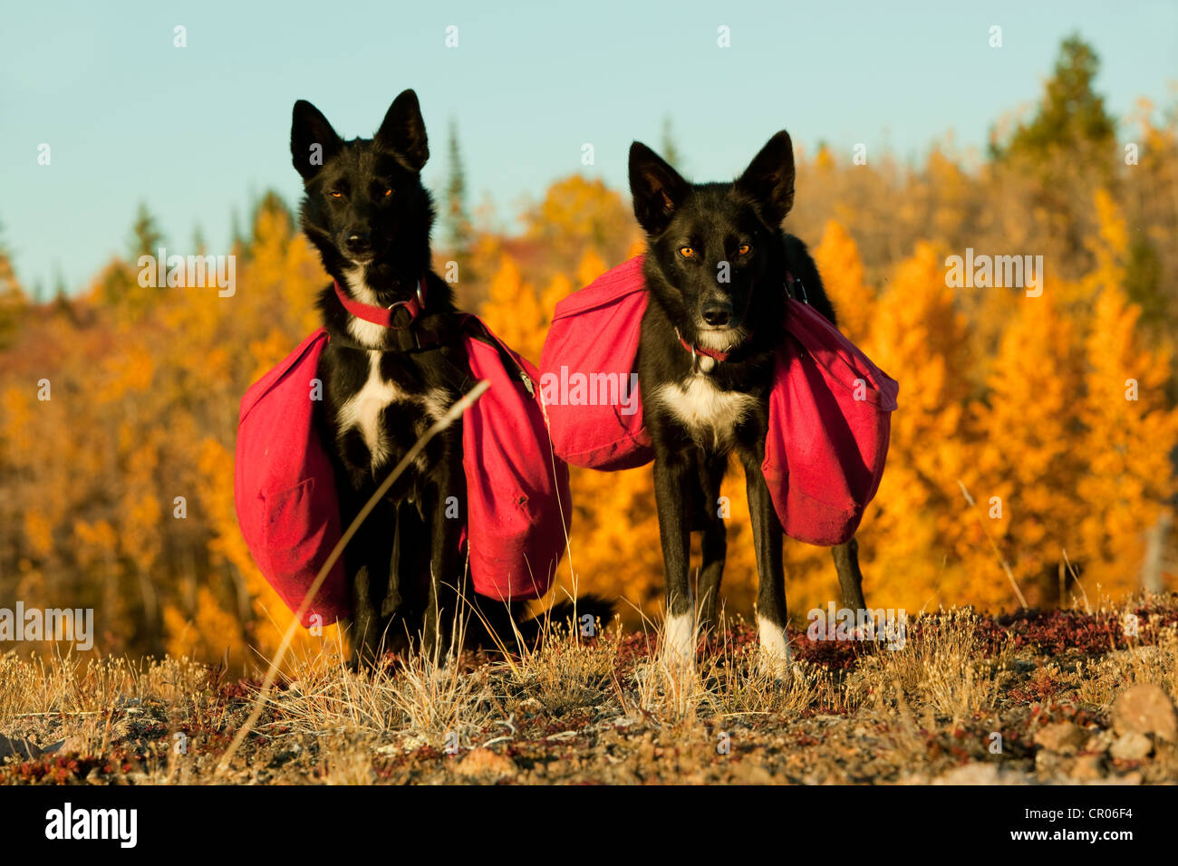 Pack dogs, sled dogs, Alaskan Huskies with back packs, Quaking Aspen, Trembling Aspen (Populus tremuloides) behind Stock Photo