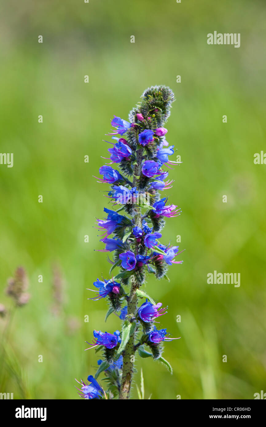 Viper's Bugloss (Echium vulgare), Kent, UK, spring Stock Photo