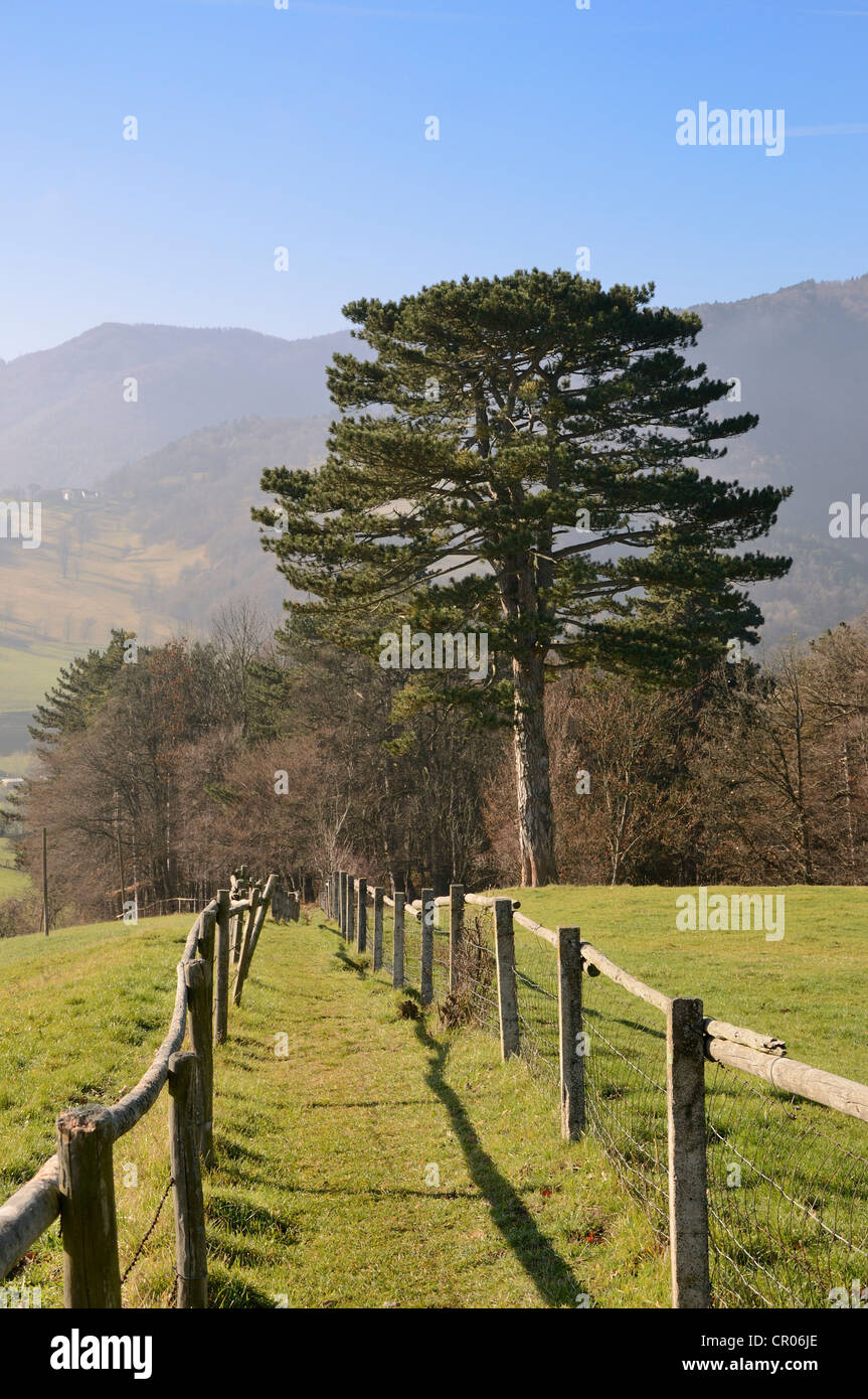 Black pine hi-res stock photography and images - Alamy