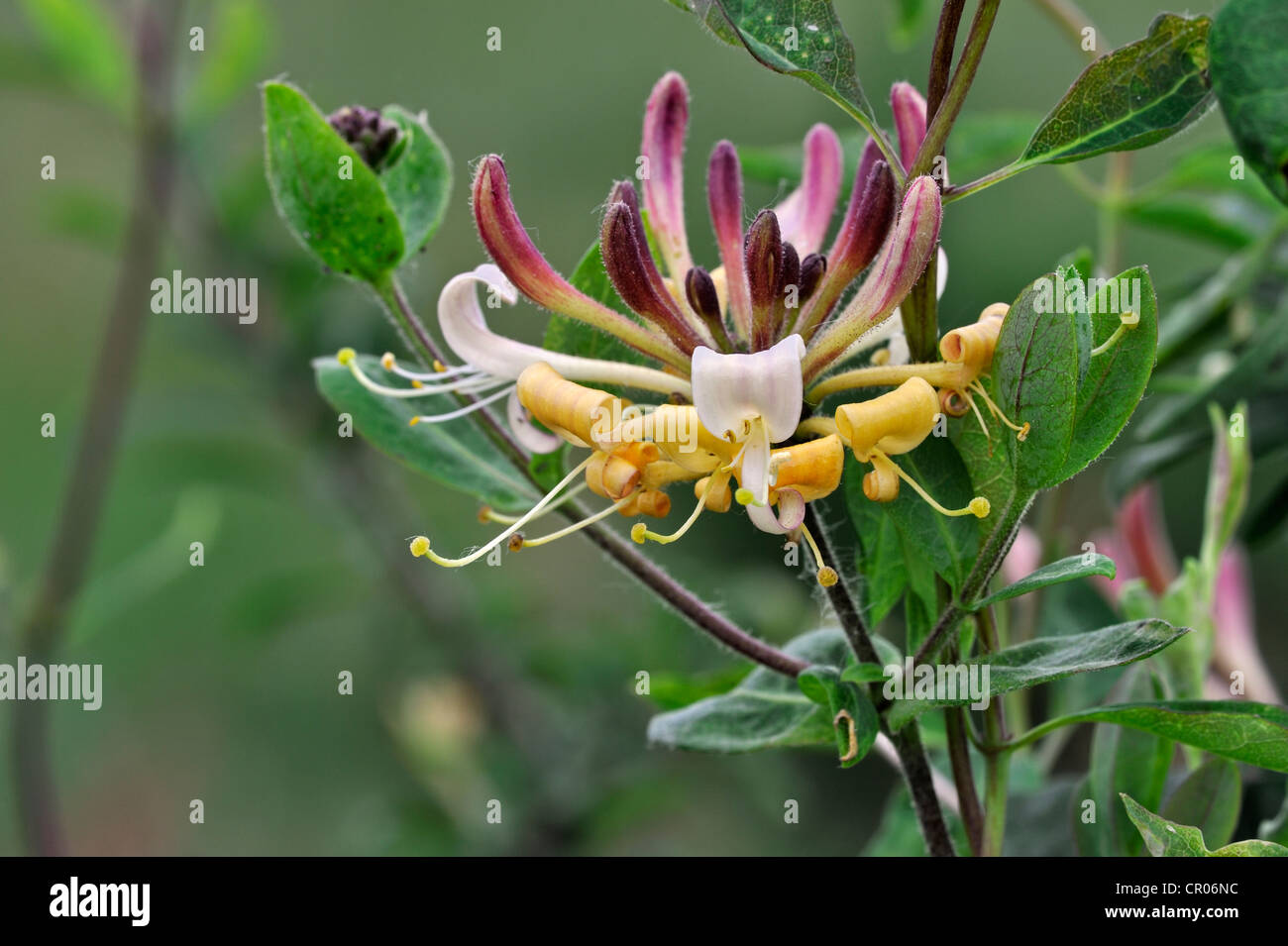 Common Honeysuckle / European Honeysuckle / Woodbine (Lonicera periclymenum) in flower Stock Photo