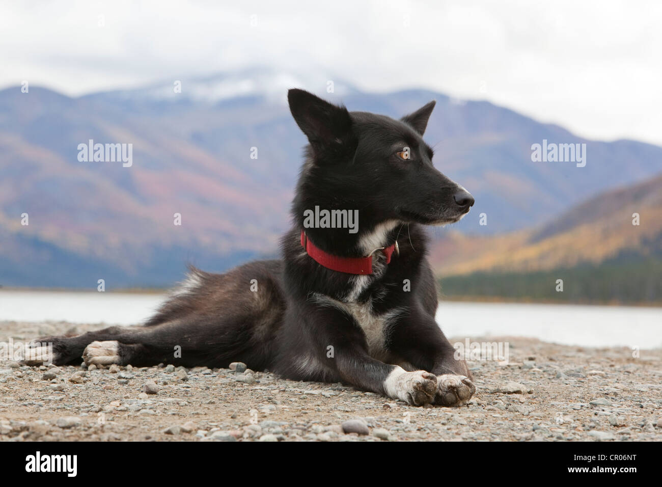 Sled dog, mix breed sprint, long distance dog, Alaskan Husky, resting, autumn, near Fish Lake, Yukon Territory, Canada Stock Photo