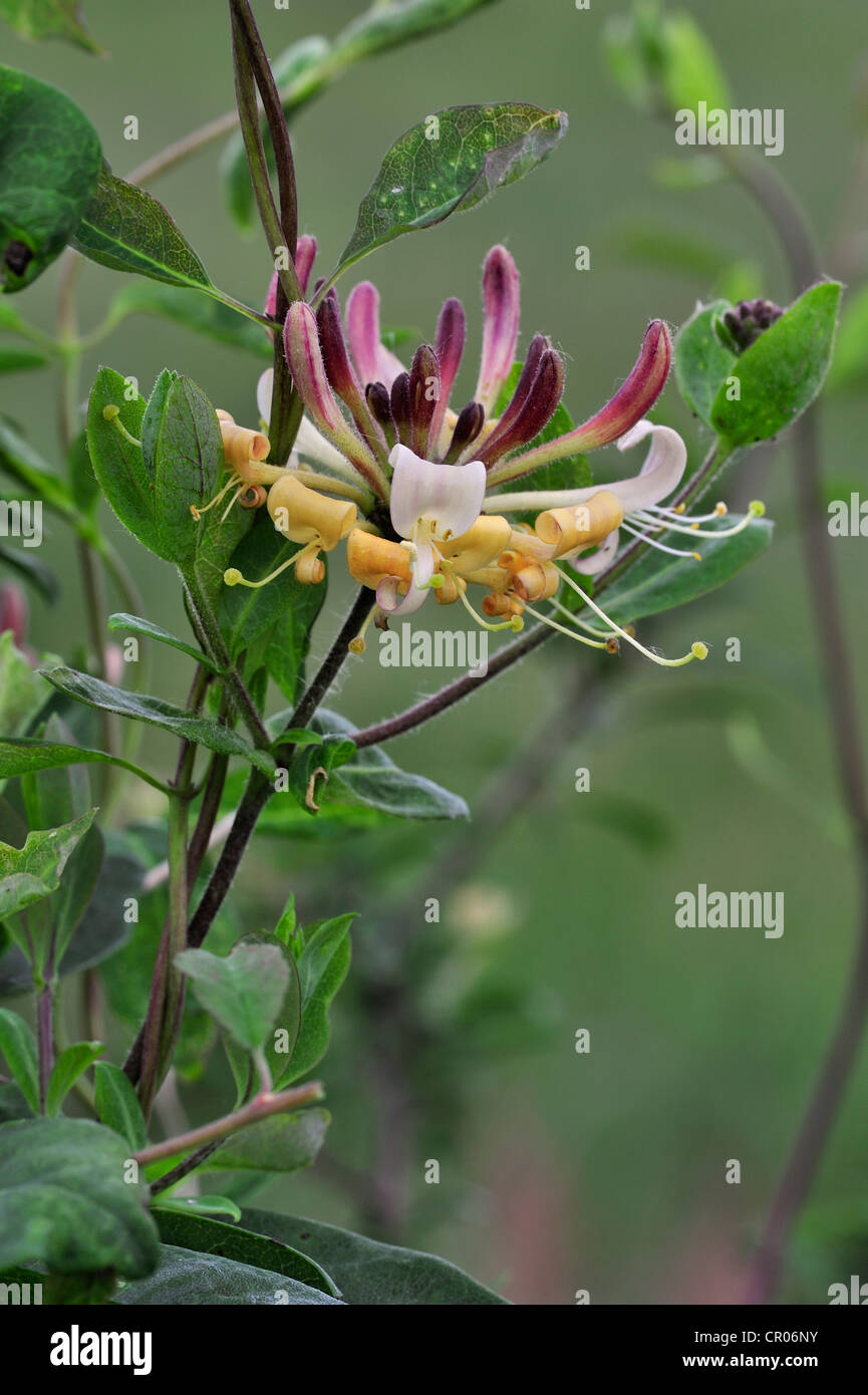 Common Honeysuckle / European Honeysuckle / Woodbine (Lonicera periclymenum) in flower Stock Photo