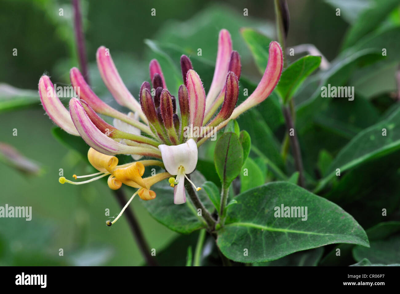 Common Honeysuckle / European Honeysuckle / Woodbine (Lonicera periclymenum) in flower Stock Photo