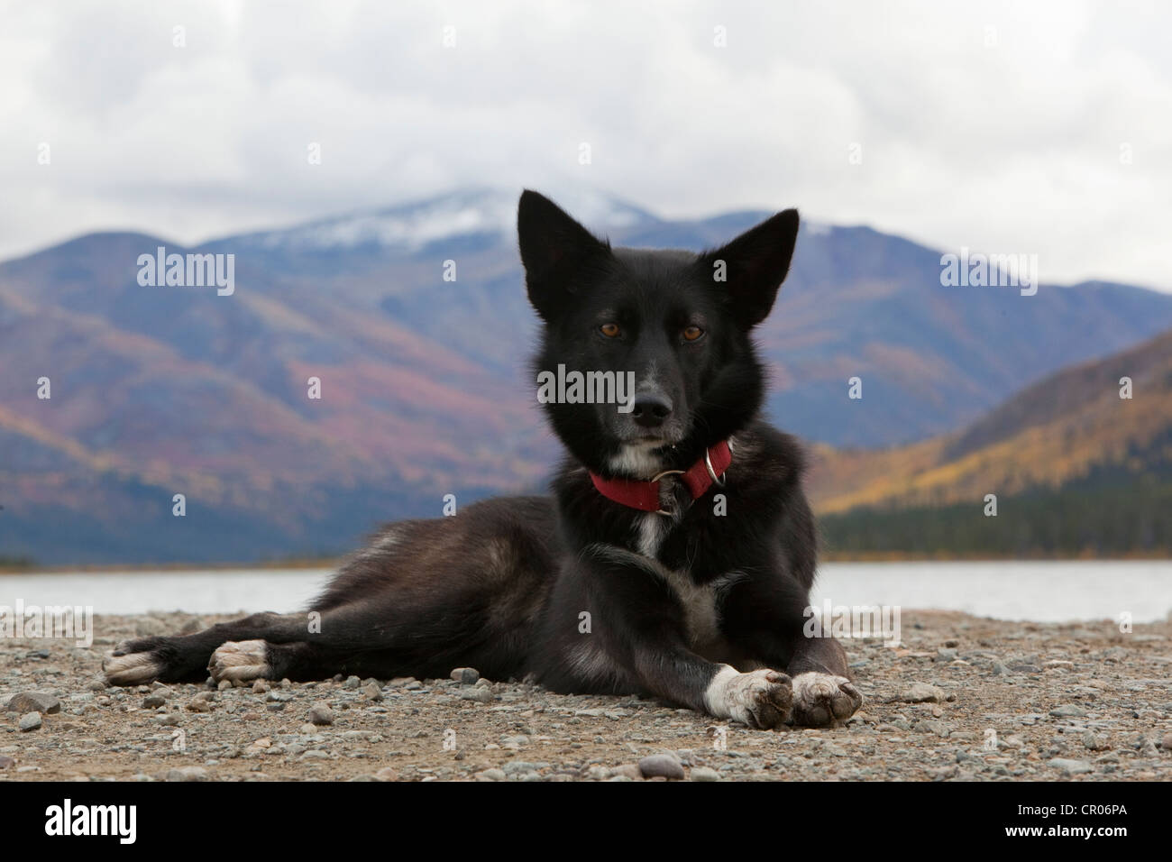 Sled dog, mix breed sprint, long distance dog, Alaskan Husky, resting, autumn, near Fish Lake, Yukon Territory, Canada Stock Photo