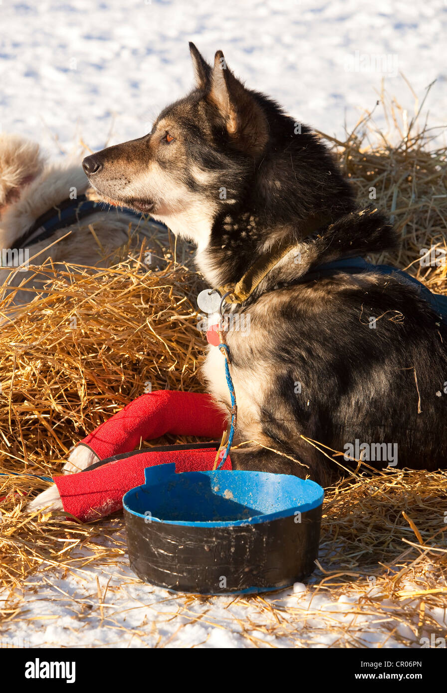 Sled dog, Alaskan Husky, beside dog dish, wrist bandages, Pelly Crossing checkpoint, Yukon Quest 1, 000-mile International Sled Stock Photo