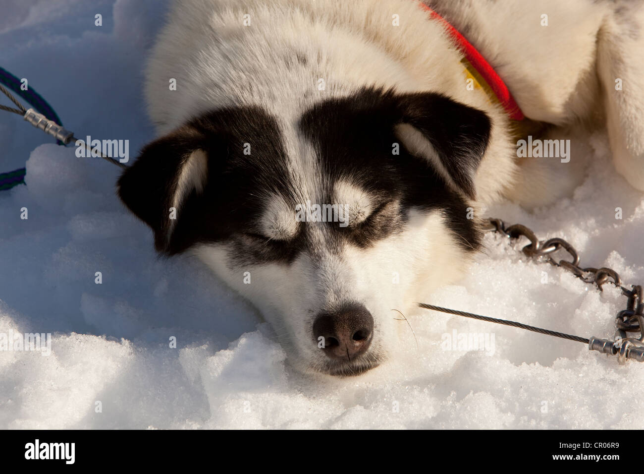 Portrait of sled dog resting, sleeping in snow and sun, Alaskan Husky, Yukon Territory, Canada Stock Photo